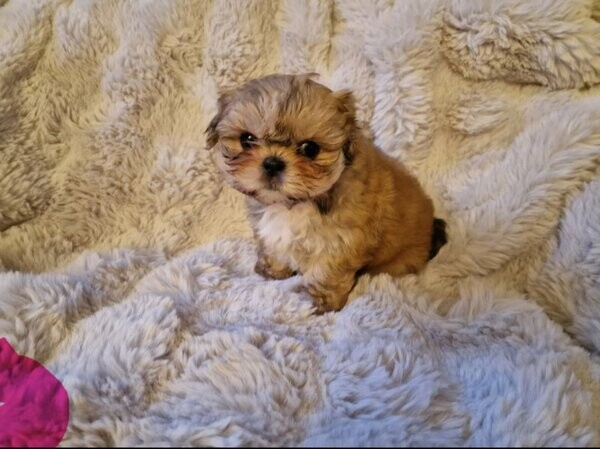 Shih Tzu Puppies gold and white