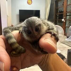 Marmoset Monkeys D WhatsApp me : ( +63 985 762 7466 ) | PostAds PH