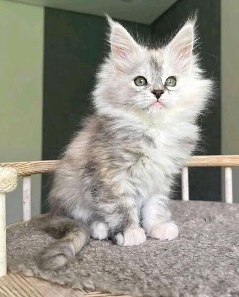   Maine Coon Kittens R WhatsApp me : ( +63 985 762 7466 )