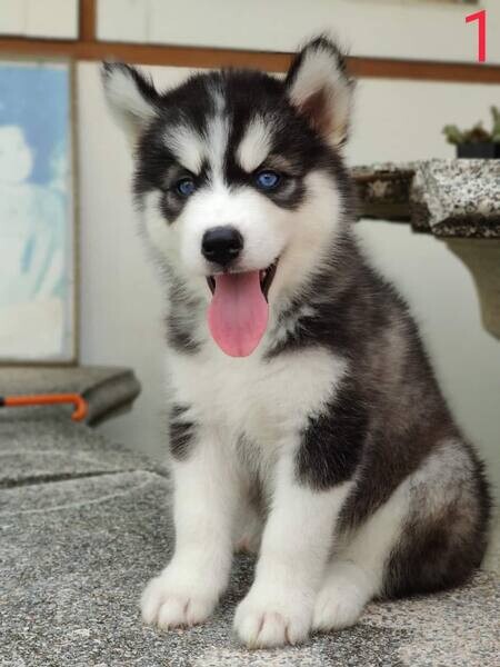  Siberian husky puppies D WhatsApp me : ( +63 985 762 7466 )