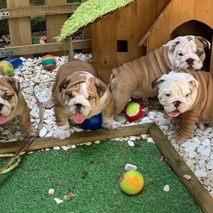 English Bulldog Puppies D WhatsApp me : ( +63 985 762 7466 ) | PostAds PH