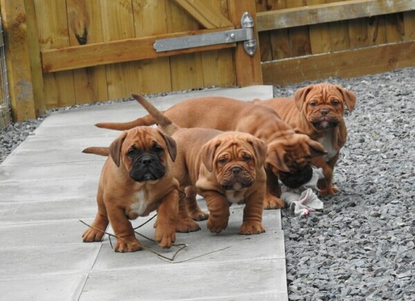 Dogue De Bordeaux Puppies D WhatsApp me : ( +63 985 762 7466 )