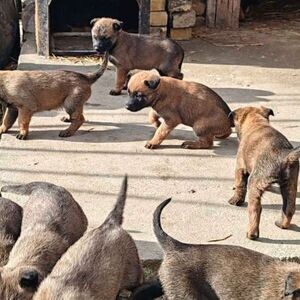 Beguim malinois xx | PostAds PH