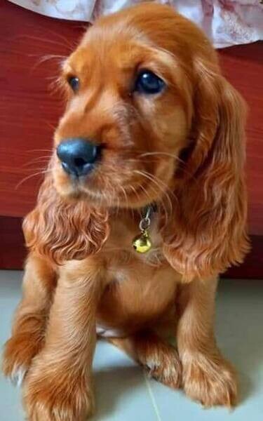   Cocker Spaniel Puppies D WhatsApp me : ( +63 985 762 7466 )