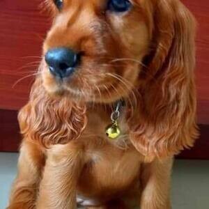 Cocker Spaniel Puppies D WhatsApp me : ( +63 985 762 7466 ) | PostAds PH