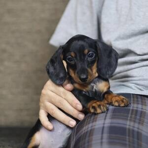Mini dachshund puppies D WhatsApp me : ( +63 985 762 7466 ) | PostAds PH