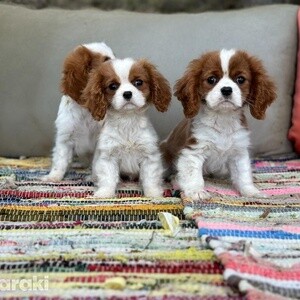 Cavalier King Charles puppies D WhatsApp me : ( +63 985 762 7466 ) | PostAds PH