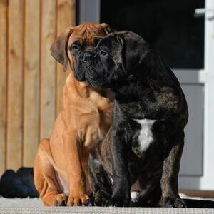 BullMastiff Puppies D WhatsApp me : ( +63 985 762 7466 ) | PostAds PH
