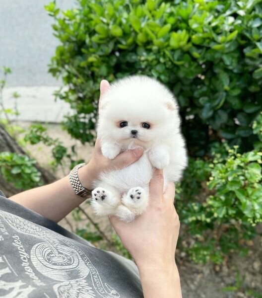 Pomeranian puppies KC reg xx