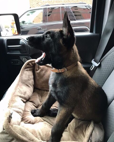   Belgian malinois puppies  D WhatsApp me : ( +63 985 762 7466 )