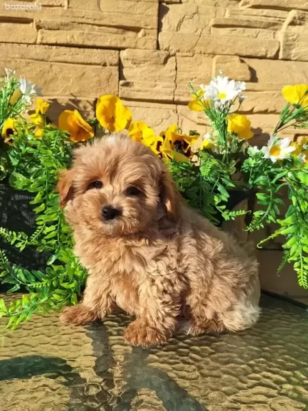 Cute Maltipoo xx