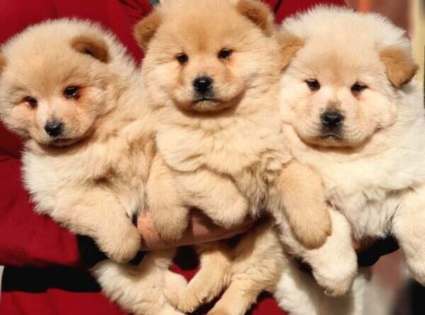 pure chow chow puppies xx