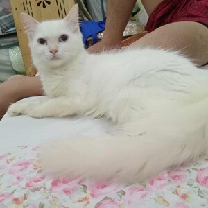 All female Persian cat | PostAds PH
