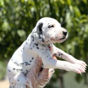 Well Trained Dalmatian Puppies | PostAds PH