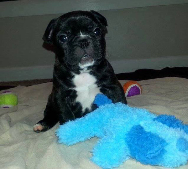 Well Trained French Bulldog puppies