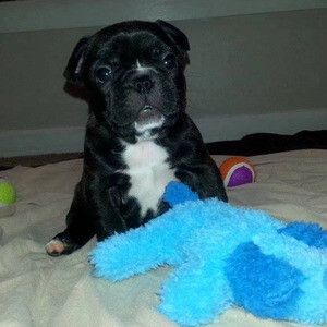 Well Trained French Bulldog puppies | PostAds PH