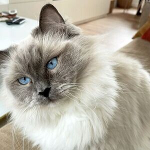 Healthy Ragdoll Kittens Ready to go | PostAds PH