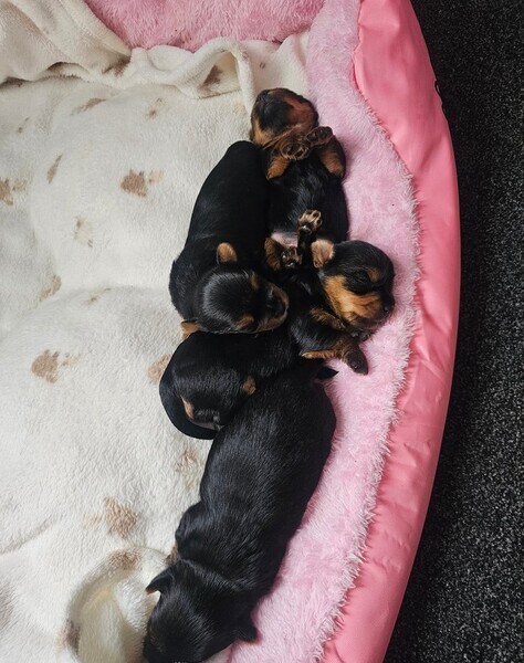 Yorkshire puppies 