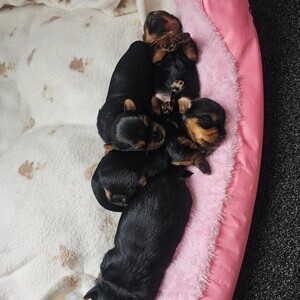 Yorkshire puppies | PostAds PH