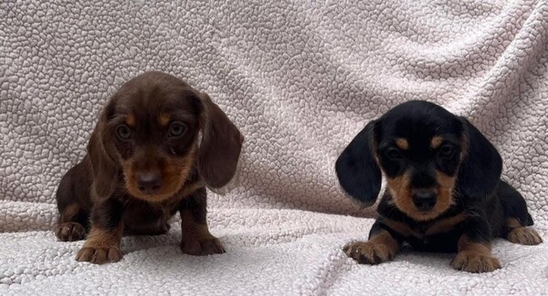 miniature wire females PRA LAFORA CLEAR