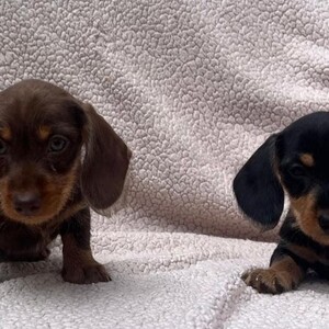 miniature wire females PRA LAFORA CLEAR | PostAds PH