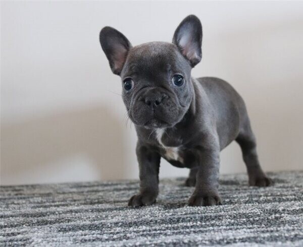 Beautiful French bull dog girls in Cardiff