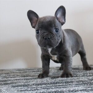 Beautiful French bull dog girls in Cardiff | PostAds PH
