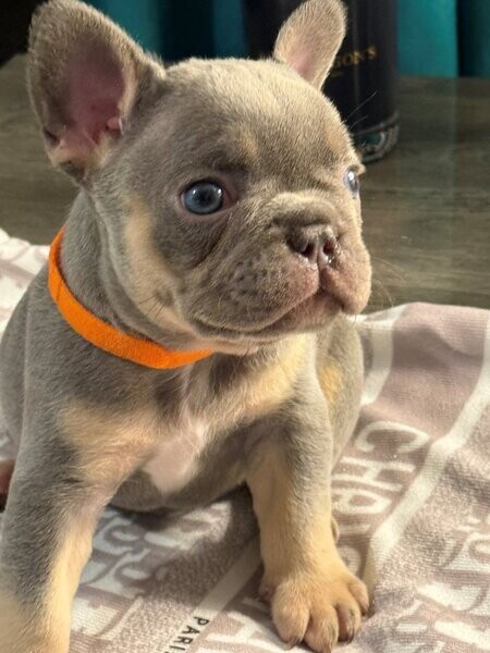 Male french bulldog