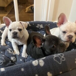French Bulldog | PostAds PH