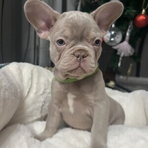 Gorgeous French bulldog | PostAds PH