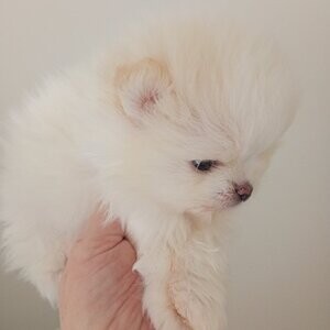 Beautiful liac parti pom | PostAds PH