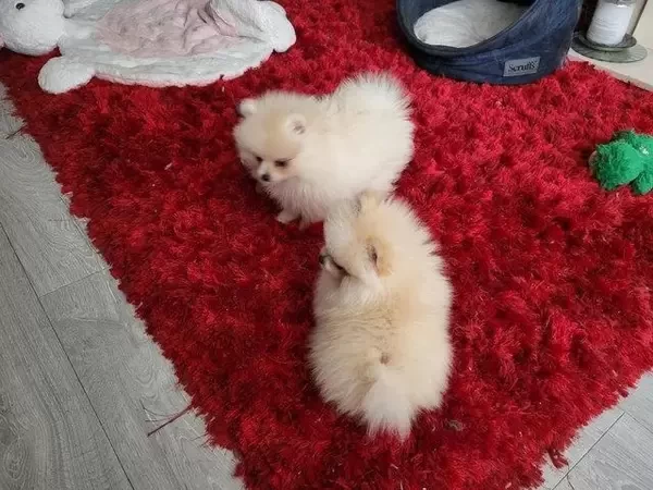 Pomeranions puppies for sale