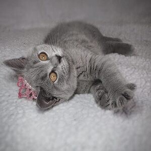 Lovely British Shorthair Kittens Ready to leave..viber.+639463422605 | PostAds PH