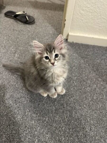 Adorable male and female Ragdoll Kittens Babies Available Now For Lovel