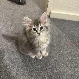 Adorable male and female Ragdoll Kittens Babies Available Now For Lovel | PostAds PH