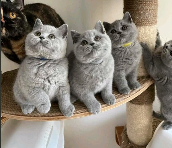 Beautiful British Shorthair Kittens..viber.+639463422605