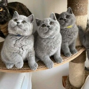 Beautiful British Shorthair Kittens..viber.+639463422605 | PostAds PH