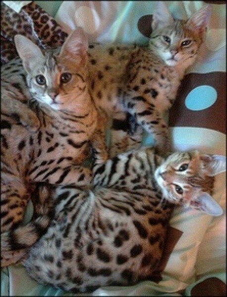Savanna kitten/cat for sales..viber.+639463422605