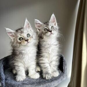 Healthy Maine Coon kittens Looking For New Home..viber.+639463422605 | PostAds PH