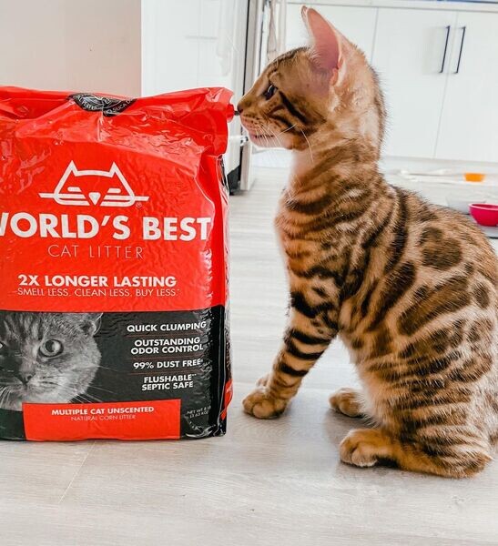 Affectionate Tica Bengal Kittens Now Available..viber.+639463422605