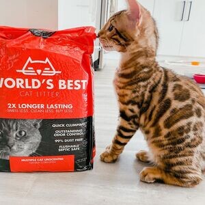 Affectionate Tica Bengal Kittens Now Available..viber.+639463422605 | PostAds PH