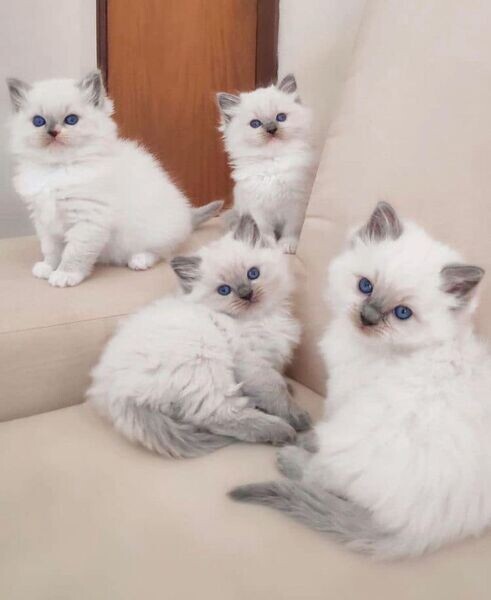 Ragdoll Kittens Readyy..viber.+639463422605