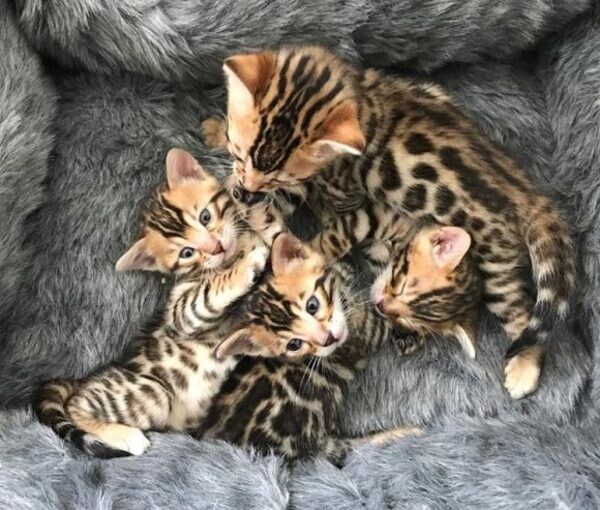 Breed Bengal Kittens males and females ready for new 