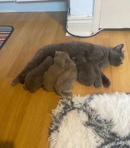 Adorable British Shorthair kitten Available...viber.+639463422605