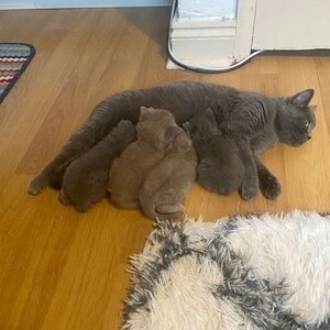 Adorable British Shorthair kitten Available...viber.+639463422605 | PostAds PH