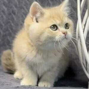 loving britissh shorthair kitten for adoption..viber.+639463422605 | PostAds PH