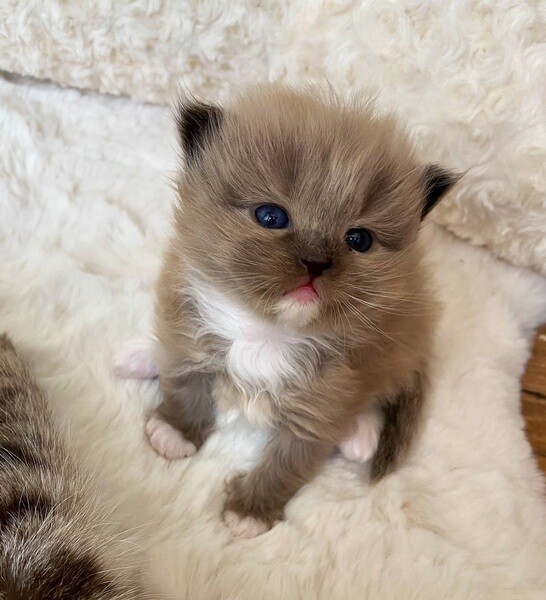 Adorablee Ragdoll Kitten For Sale..viber.+639463422605