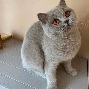12 weeks old British shorthair kitten available for re homing.. | PostAds PH