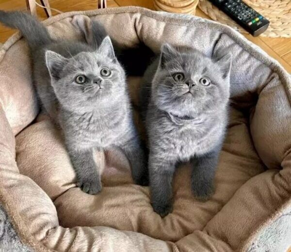 Amazing British Shorthair kittens for xmas..viber.+639463422605