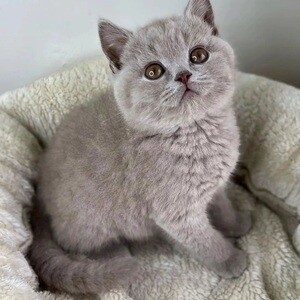 Britissh Shorthair kittens..viber.+639463422605 | PostAds PH